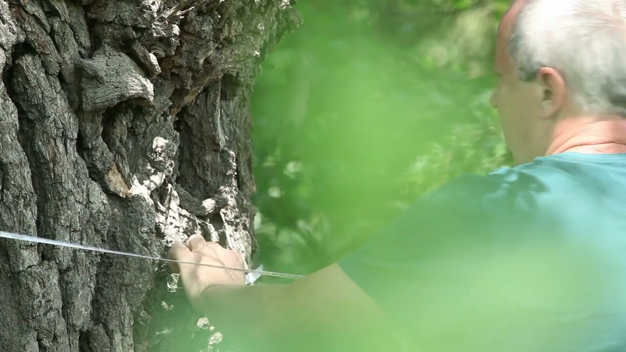 A Nagy Fafilm