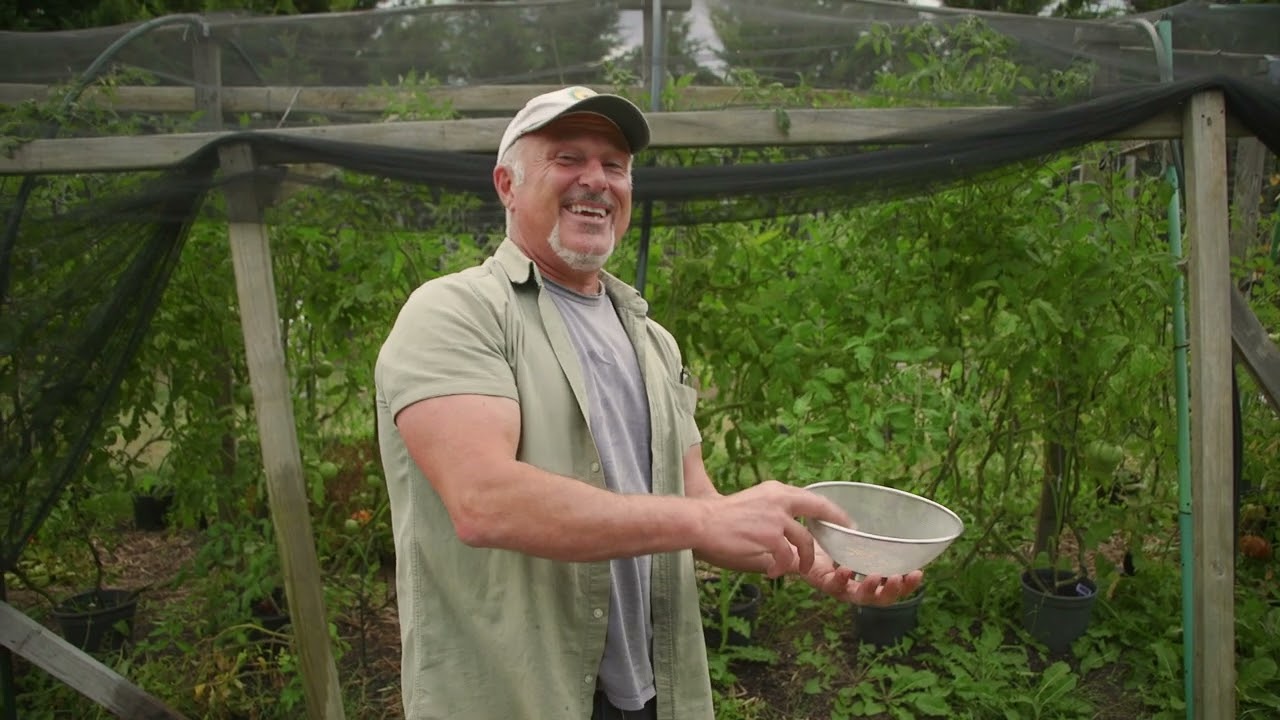 How To Harvest Tomato Seeds