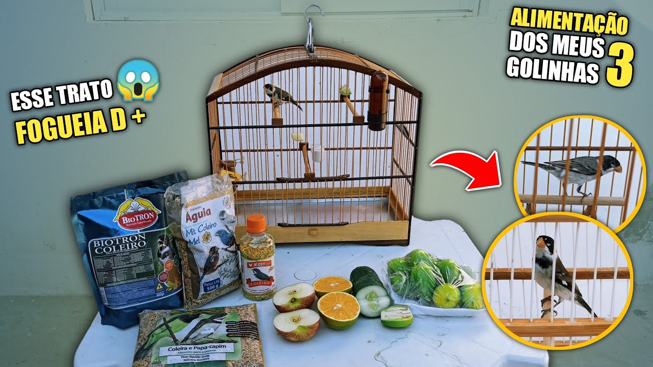 🔥 VEJA O TRATO DOS MEUS 3 GOLINHAS ! *Alimentação*