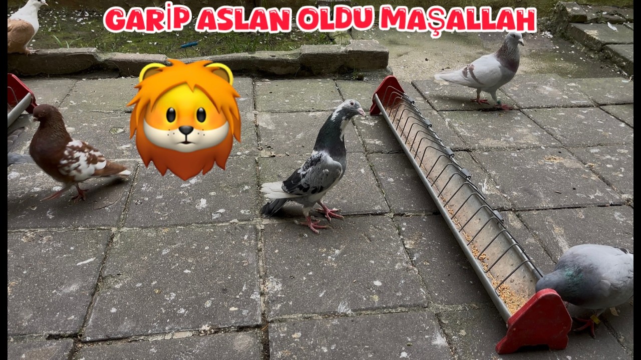 GARİP MAŞALLAH ASLAN GİBİ OLDU ( KÜMESİN LİDERİ ARTIK GARP )