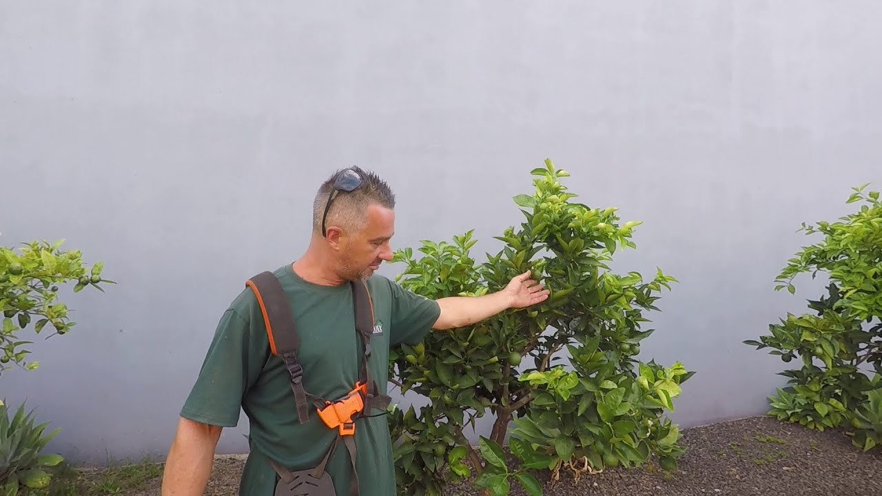 A NATUREZA AGRADECE E OS CLIENTES O BELO JARDIM, BAUER JARDINAGEM.