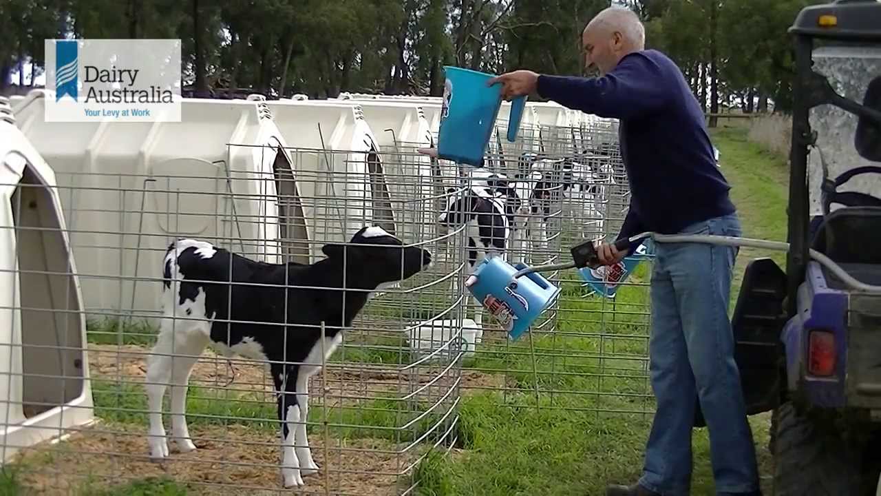 How I designed my calf housing with Stuart Tweddle