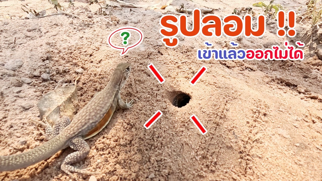 สร้างรูปลอม !! วิธีดักแย้แบบใหม่ล่าสุด ไม่ซ้ำใคร ง่ายๆ ได้ผลจริง