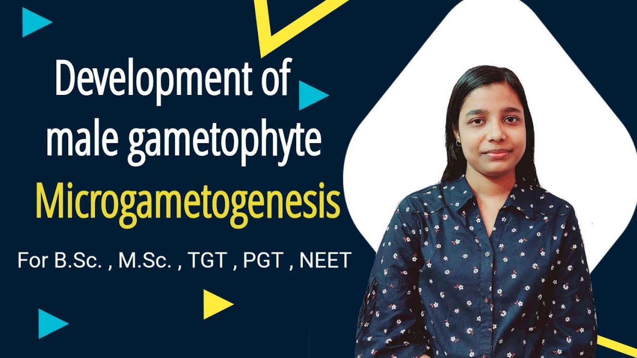 development of male gametophyte  | microgametogenesis | pollen wall development | B.Sc. , M.Sc.