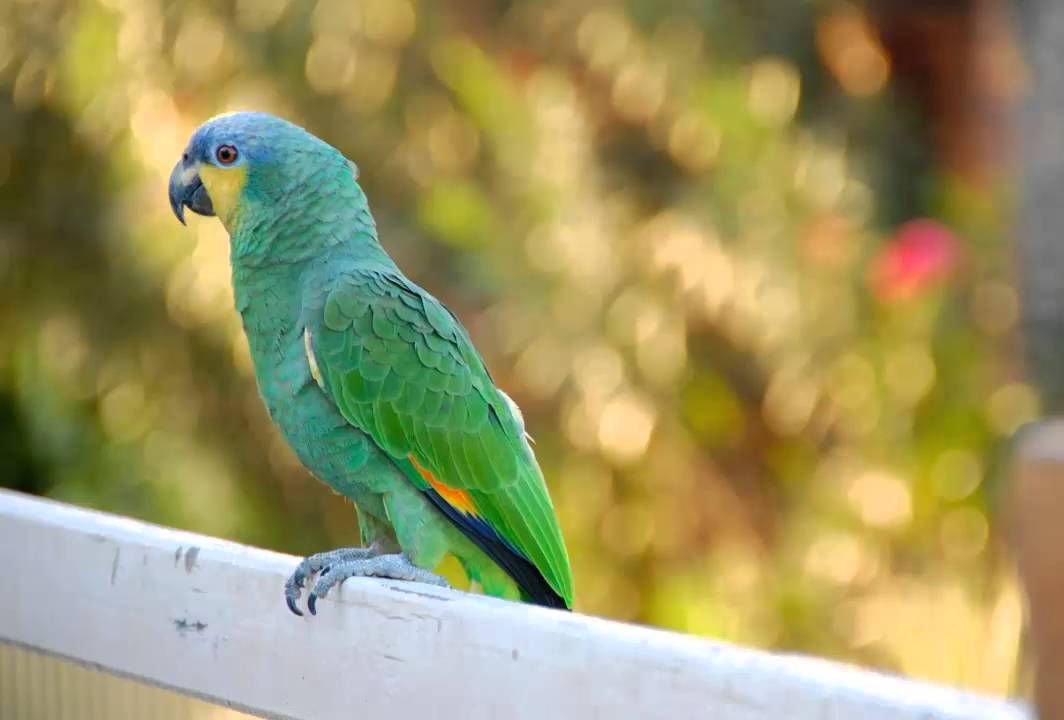 Loro Guaro o Amazona Alinaranja Cantando Sonido para Llamar El Mejor