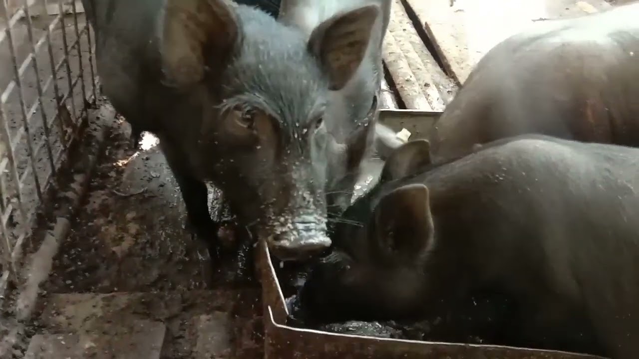 Native pig farming: Upgraded native pigs day 1 sa farm project