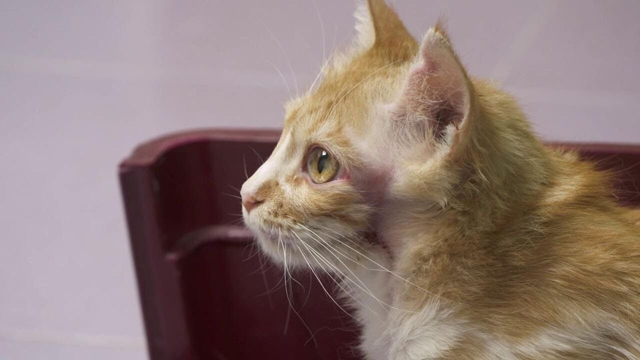 🐾 Animalades | Benestar animal | EPISODI COMPLET