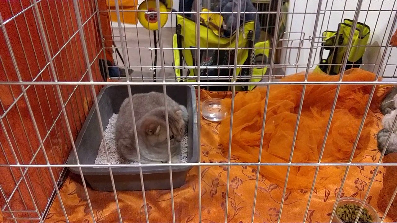 Esotika PET show Montichiari Brescia 30 Dic 2019
