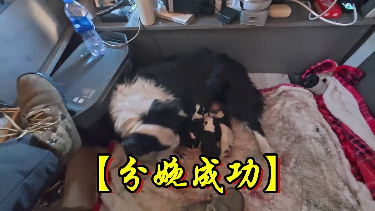 来回奔波900公里，格格在半路分娩了，母子平安，生了六小只！【流浪的独孤老狼】