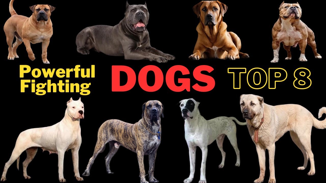 The 8 Most Powerful Fighting Dogs in the World ,how terrifying an attack from a fierce dog can be?