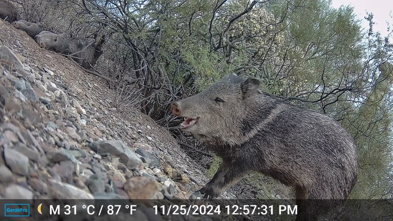 Javelina Trail Camera Episode 1: A family of Javelina doesn't like my trail camera