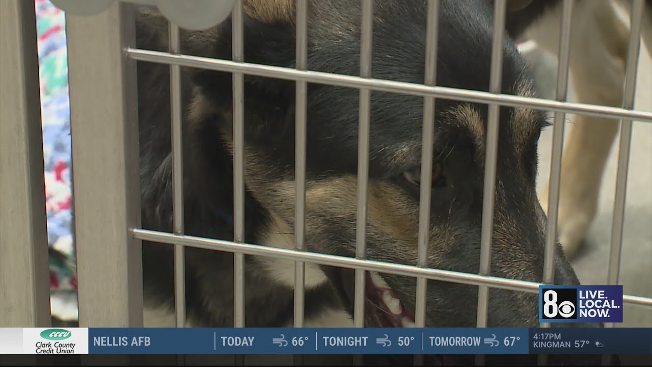 From cells to kennels: Las Vegas inmates help clean animal shelter