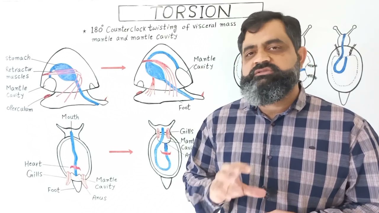 Torsion in Gastropods English medium @ Prof Masood fuzail | Torsion in Mollusca | Torsion in Snail 🐌