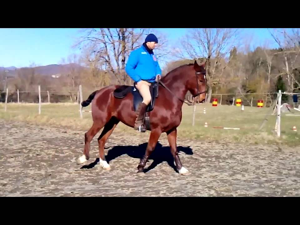 Monta da lavoro con cavallo hispano-luso