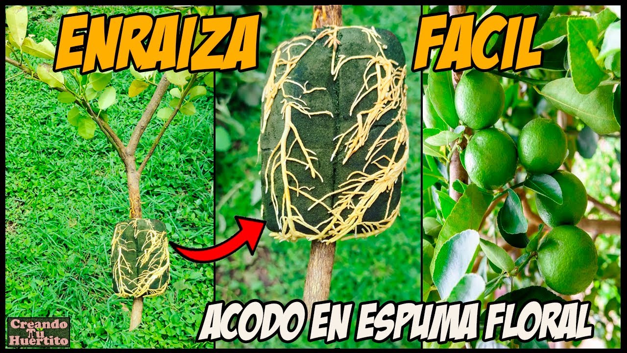 acodo aéreo fácil en espuma floral