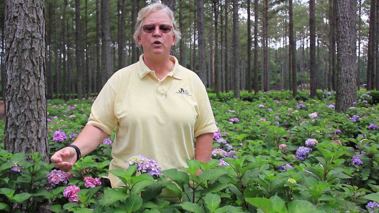 In The Nursery: Hydrangea Endless Summer Bloomstruck