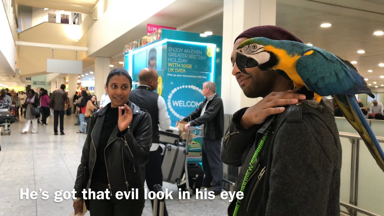 Mikey The Macaw Picks Up Scared Auntie From The Airport