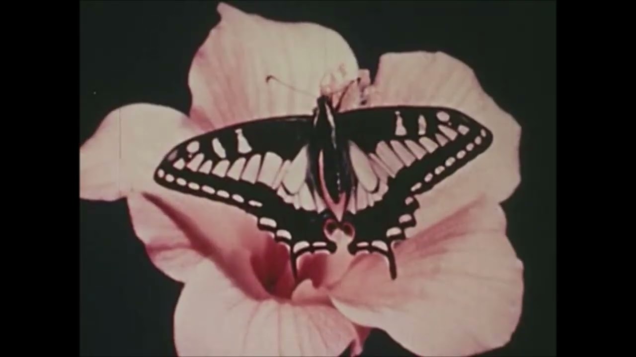 Last Train Music Video