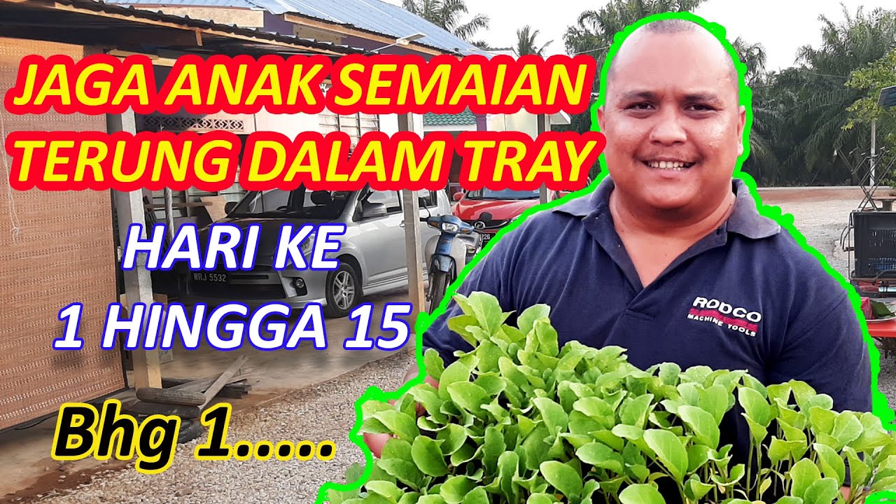 Cara Jaga Semaian Anak Pokok Terung Dalam Tray Semaian Dari Hari Ke 1 Hingga Hari Ke 15 - BHG 1