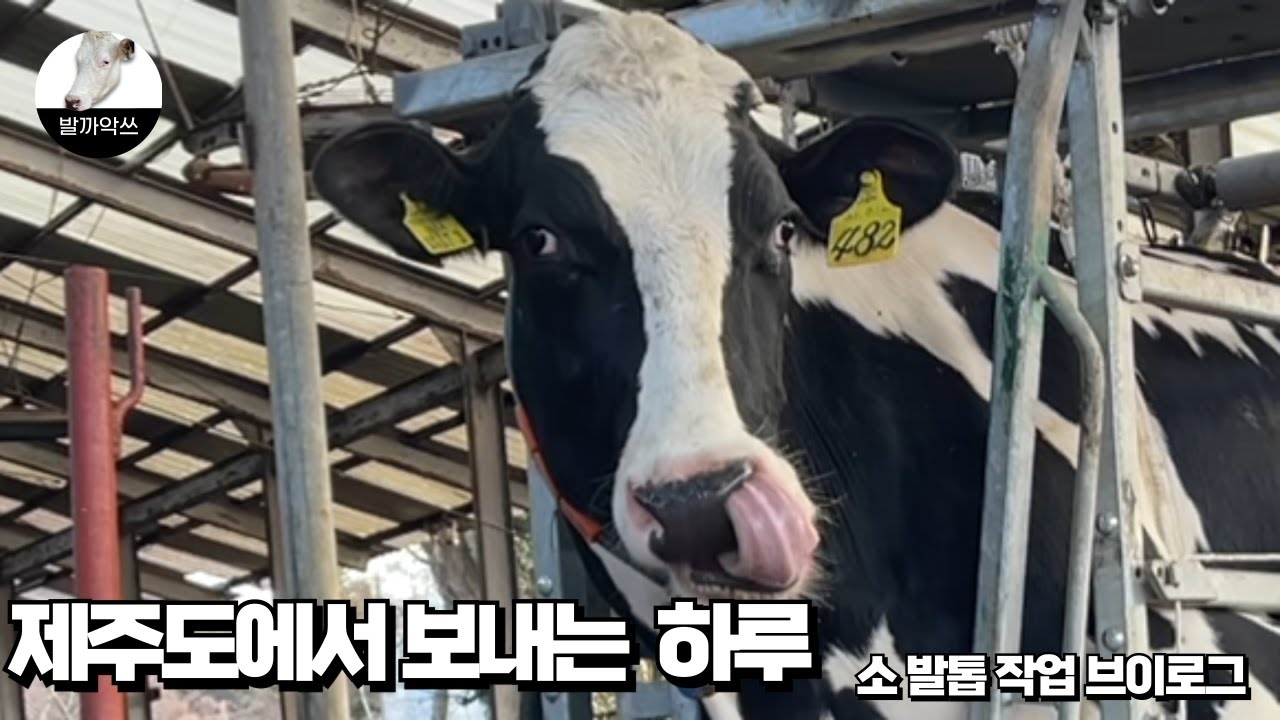 [발까악쓰의 하루] 여행인 줄 알았지? 제주 작업 브이로그