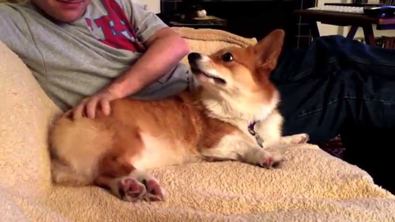 Cute Corgi Demands Butt Scratches