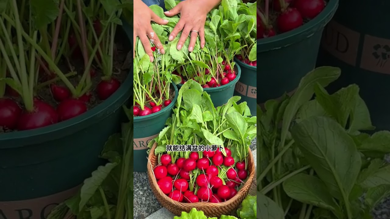 Quick-Growing Cherry Radishes: Easy Cultivation & Crispy Flavor