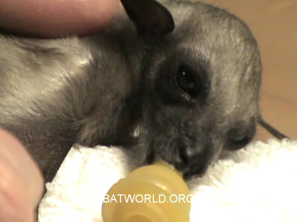 BatWorldSanctuary-orphaned fruit bat.mpg