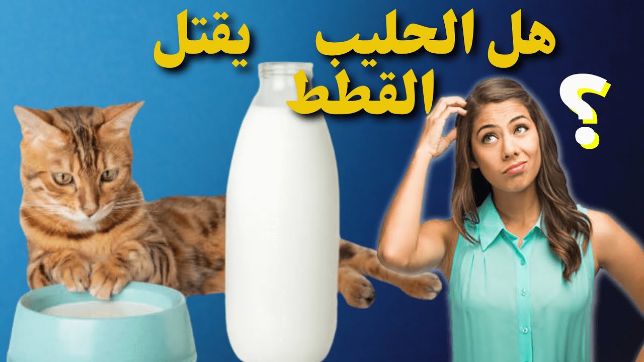 هل الحليب يقتل  للقطط _وهل الحليب مضر لصحة القطط_وماهو الحليب المناسب  للقطط ؟