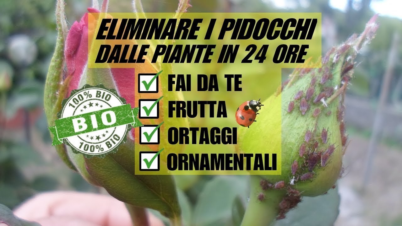 ELIMINARE GLI AFIDI DALLE PIANTE IN 24 ORE CON UN PRODOTTO BIOLOGICO