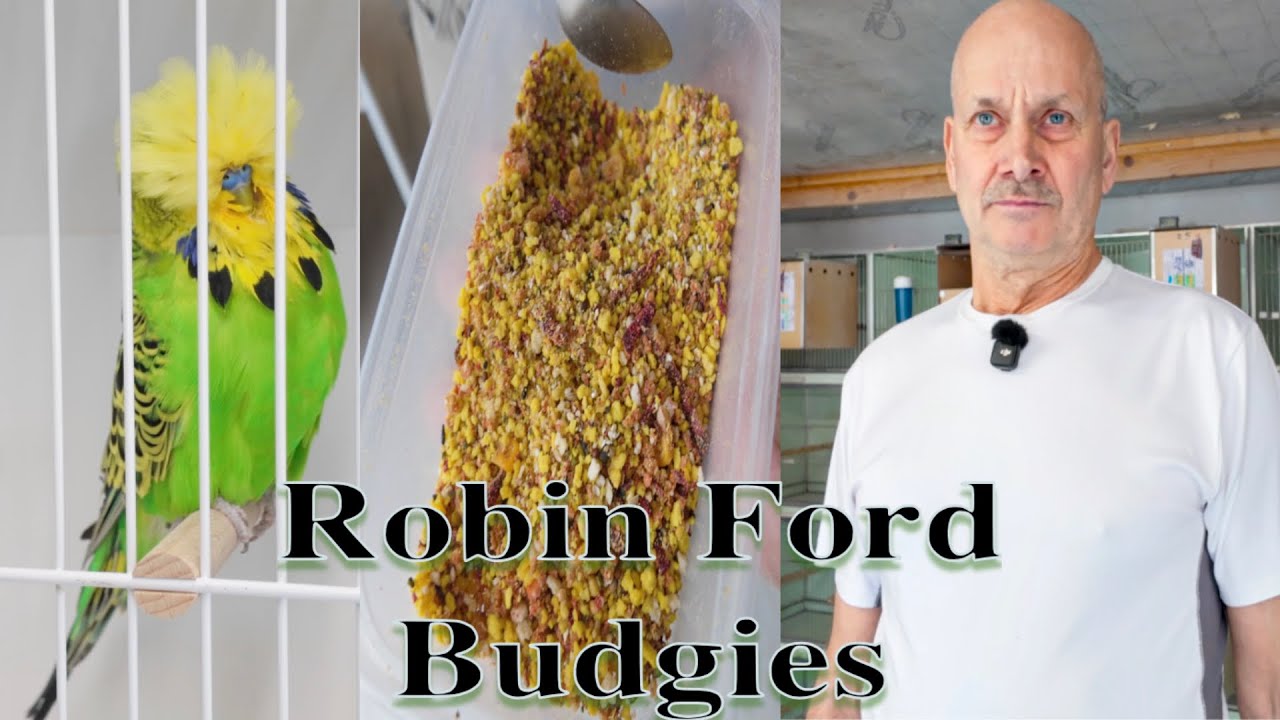 Visiting Budgie Breeder Robin Ford | Bird Breeding Tips, Feeding Routine & Budgerigar Showcase