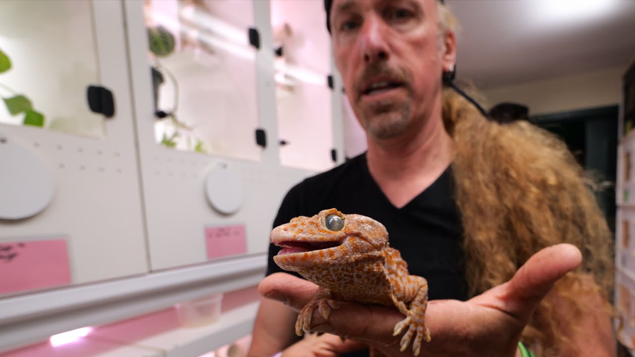 I can't believe this happened...  Gecko Breeding Project and More!
