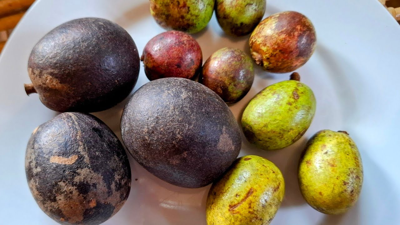 Chrystal Fruit / Matoa (Pometia pinnata) - comparing three varieties in Borneo