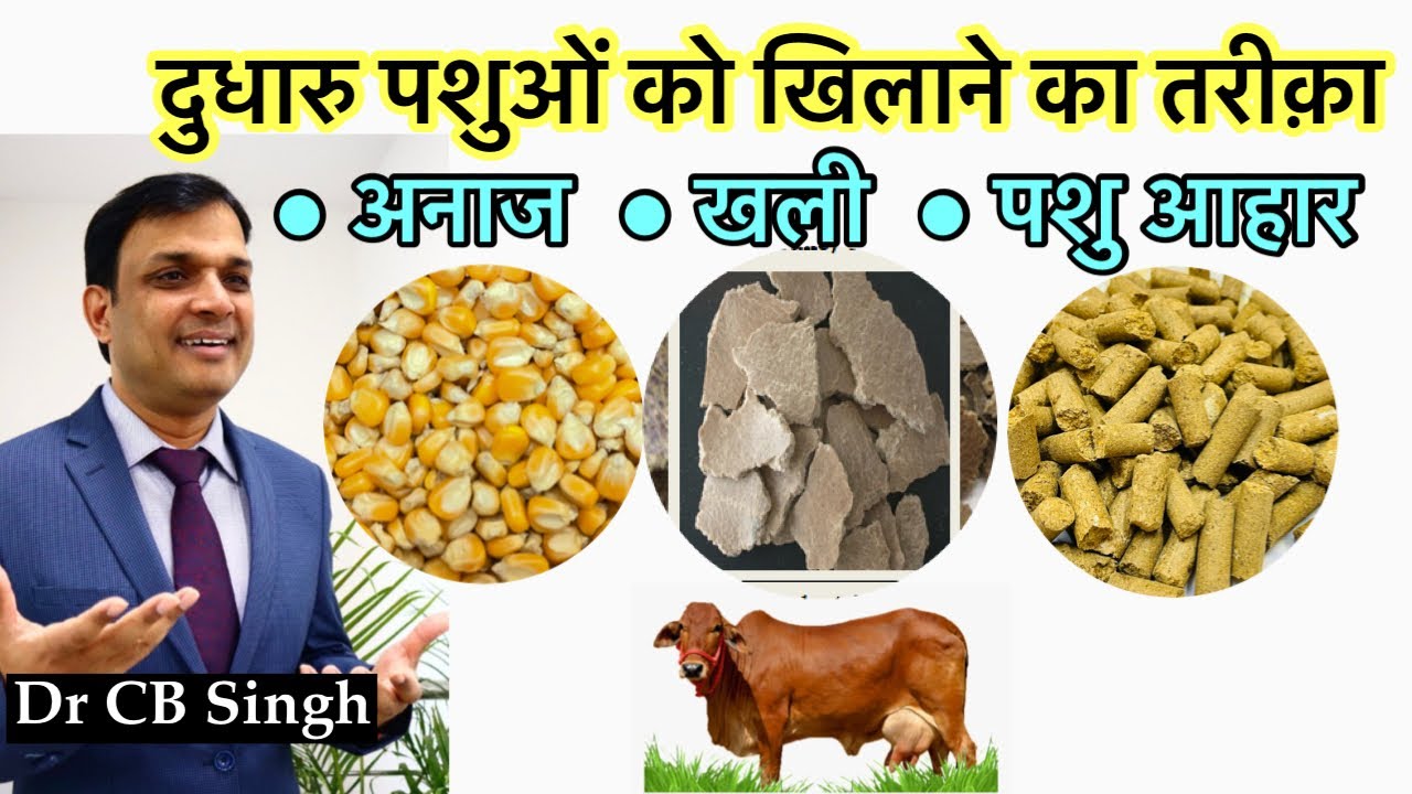 दुधारु पशुओं को खिलाने का सही तरीक़ा | Dairy Farm | Dr CB Singh | Dairy Ustaad