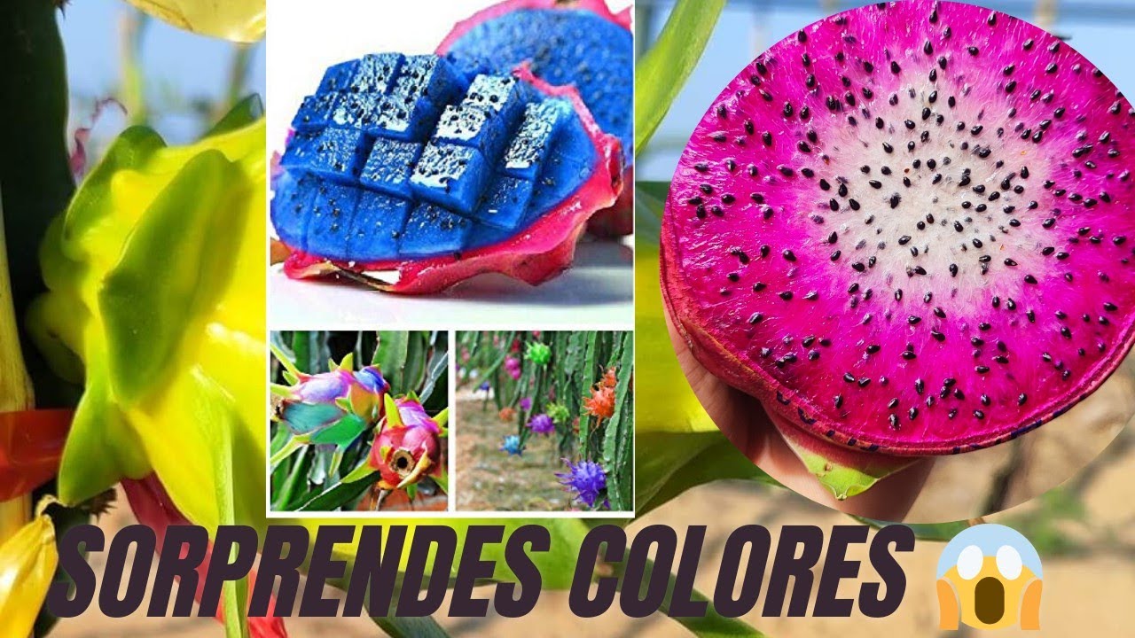 🛑Las frutas más EXÓTICAS del mundo 🌎😱Test de PITAHAYA🐲Pte 2✅Arcoiris, negra y pink diamont #pitahaya