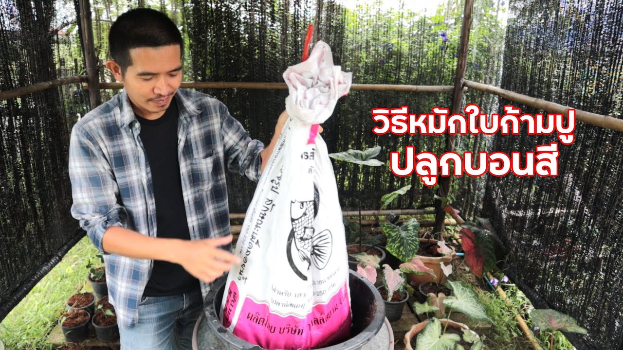 วิธีหมักใบก้ามปู สำหรับปลูกต้นบอนสี