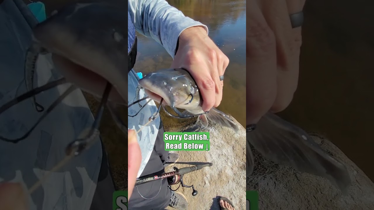 Channel Catfish Caught A Hook Through The Eye: Practice Sustainable Fishing: FATKAT Catfish Rigs!