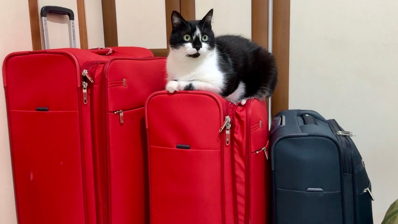 Первый полет с нашими котами 🐾✈️ Первый полет на самолете 🐈‍⬛🐈‍⬛✈️
