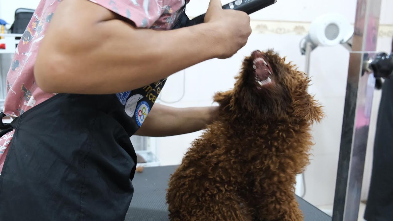 He scare me to giving up on grooming him, First time grooming dog.