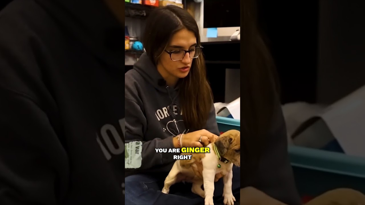 Microchipping Our New Puppies!!  | S5E4