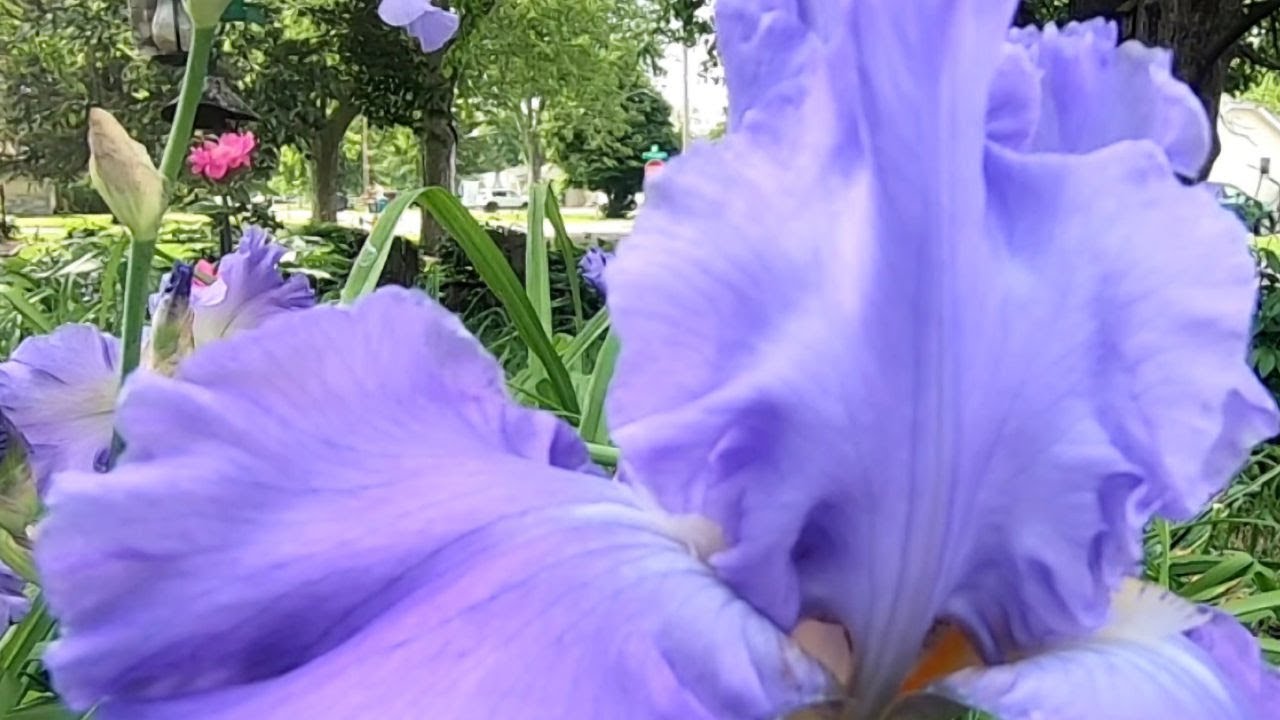 The biggest flowers in my garden #gardeninginmyyard