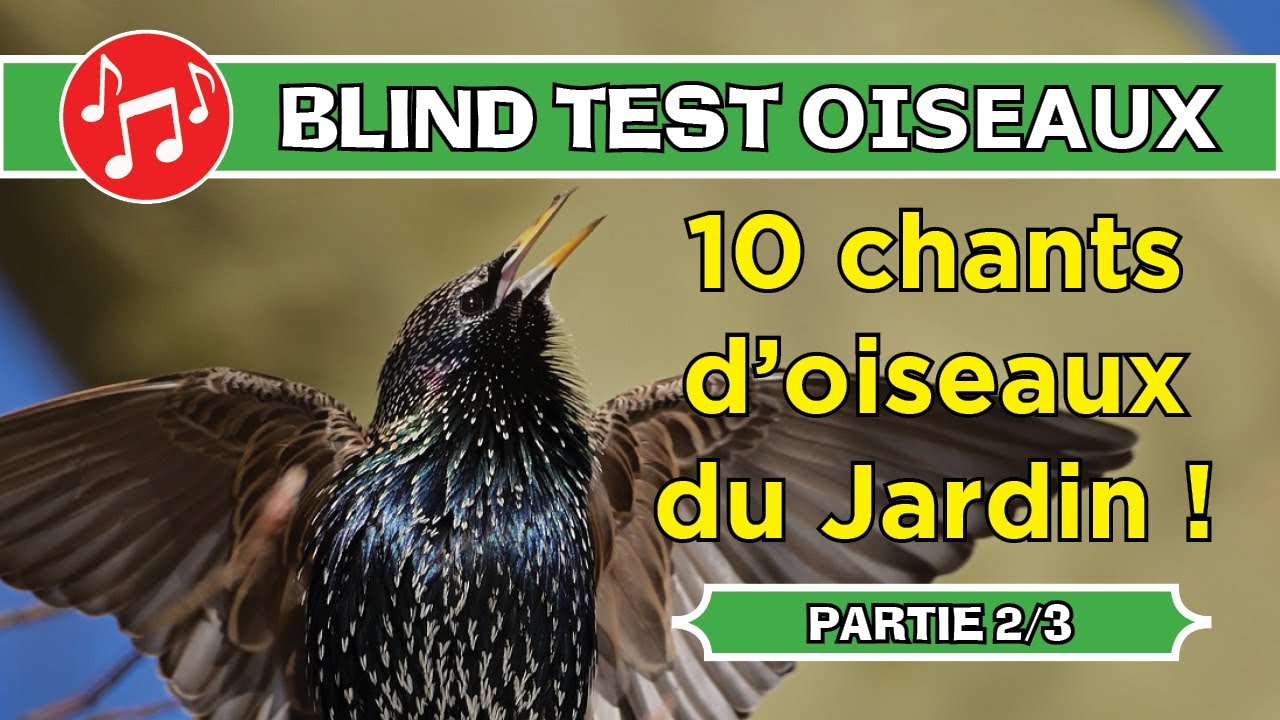 BLIND TEST : 10 chants d'Oiseaux du Jardin ! (Partie 2 sur 3)