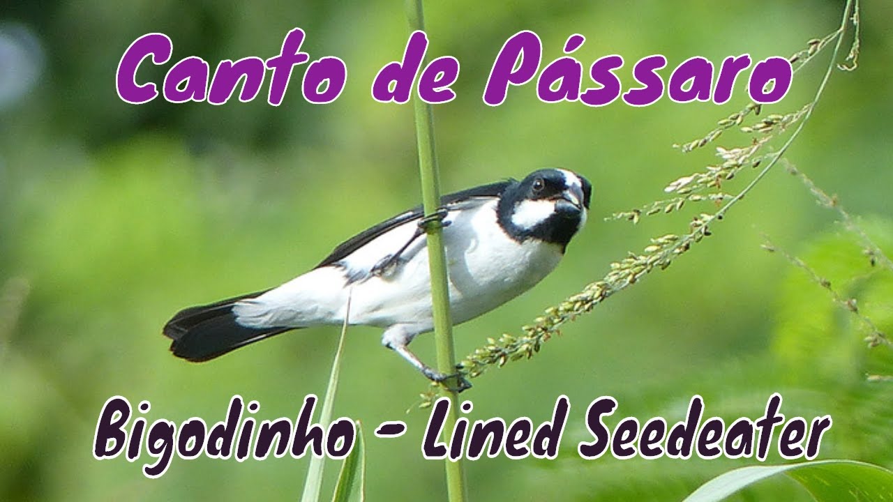Canto do Bigode Agressivo, Bigodinho Mateiro - Para AMANTES DA ESPÉCIE - Brazilian Birds Singing