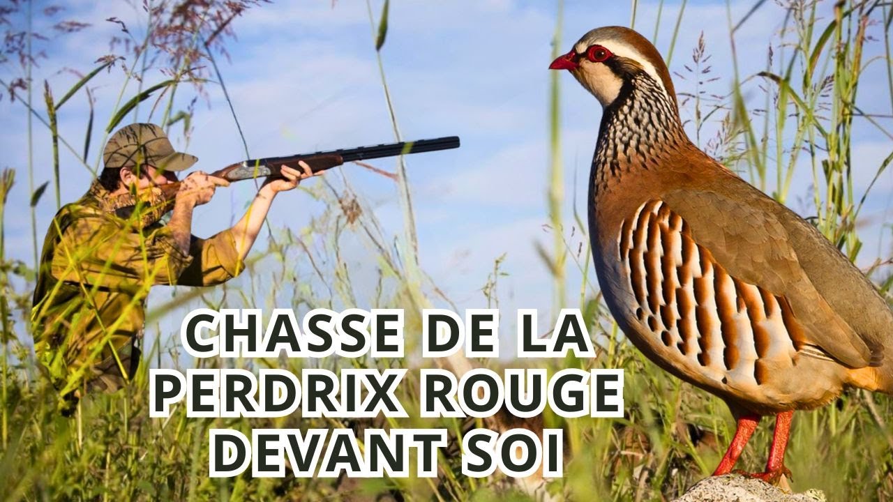 CHASSE DE LA PERDRIX ROUGE DEVANT SOI