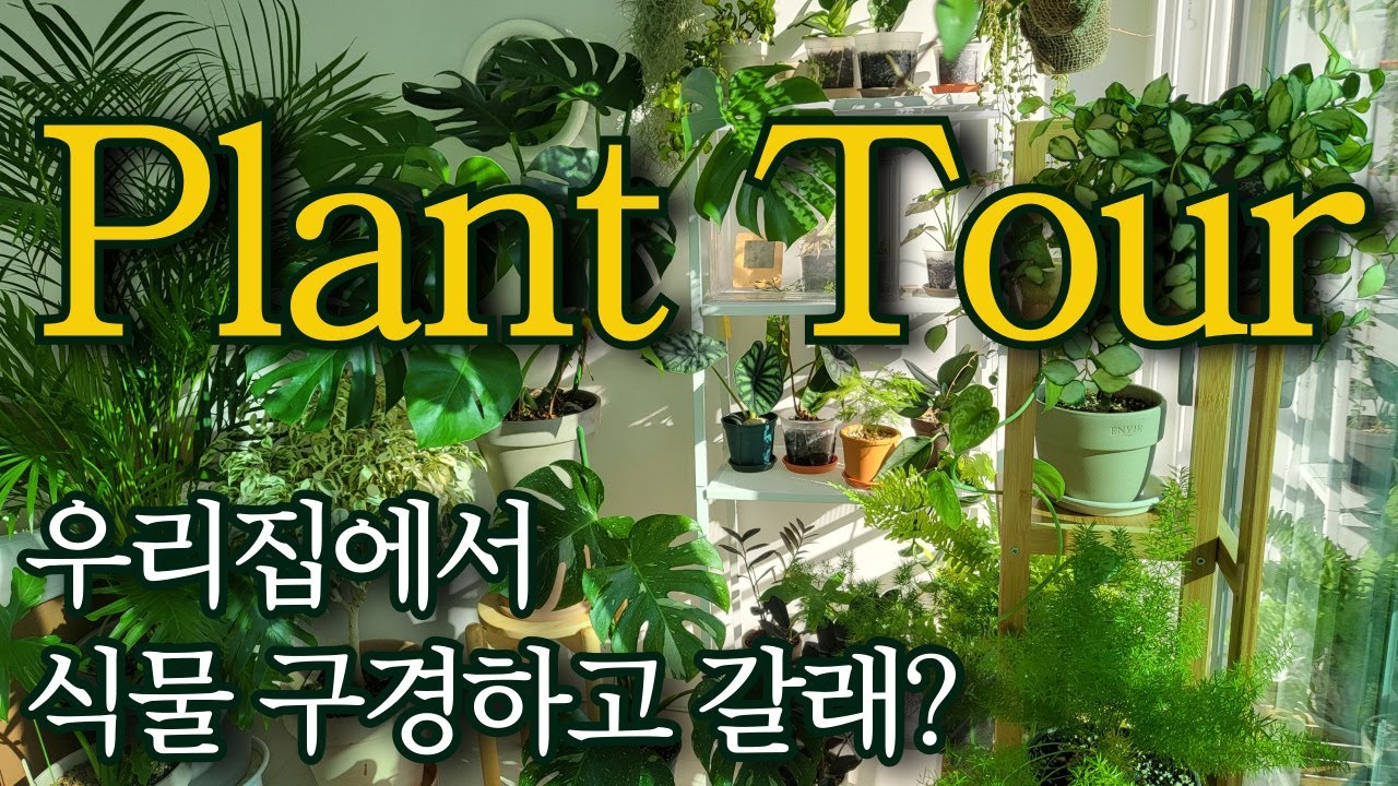 식물이 가득한 거실정원  홈투어 | 실내에서 키우기 쉬운 플랜테리어 식물 추천