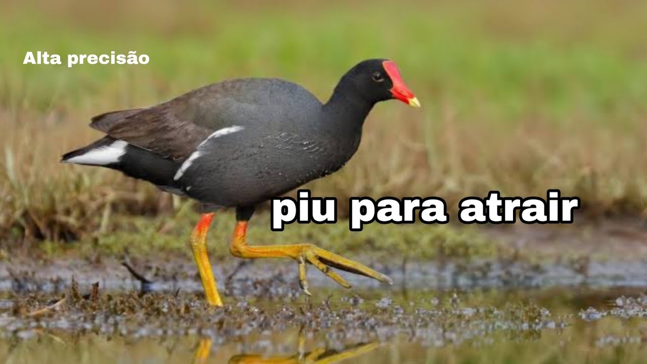Canto da galinha d'água para atrair #piu de frango d'água