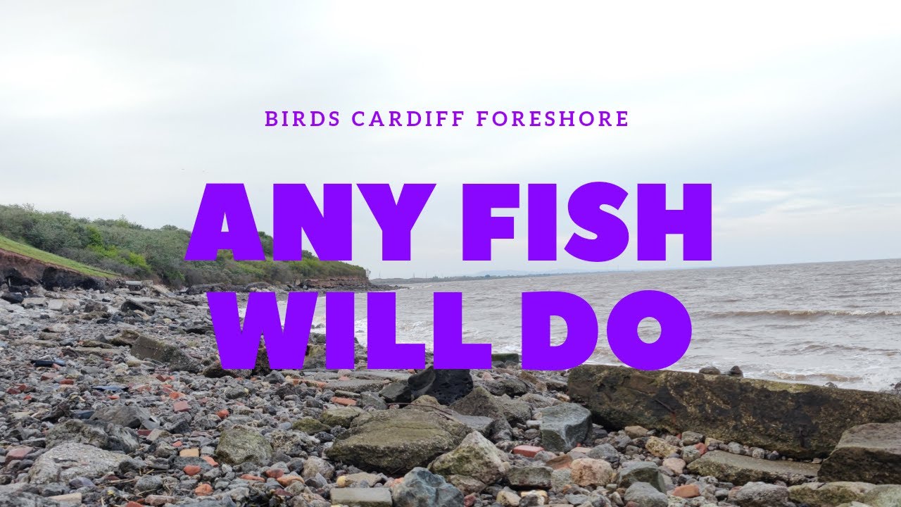 Birds Cardiff Foreshore, May, Bristol Channel South Wales Sea Fishing Adventures