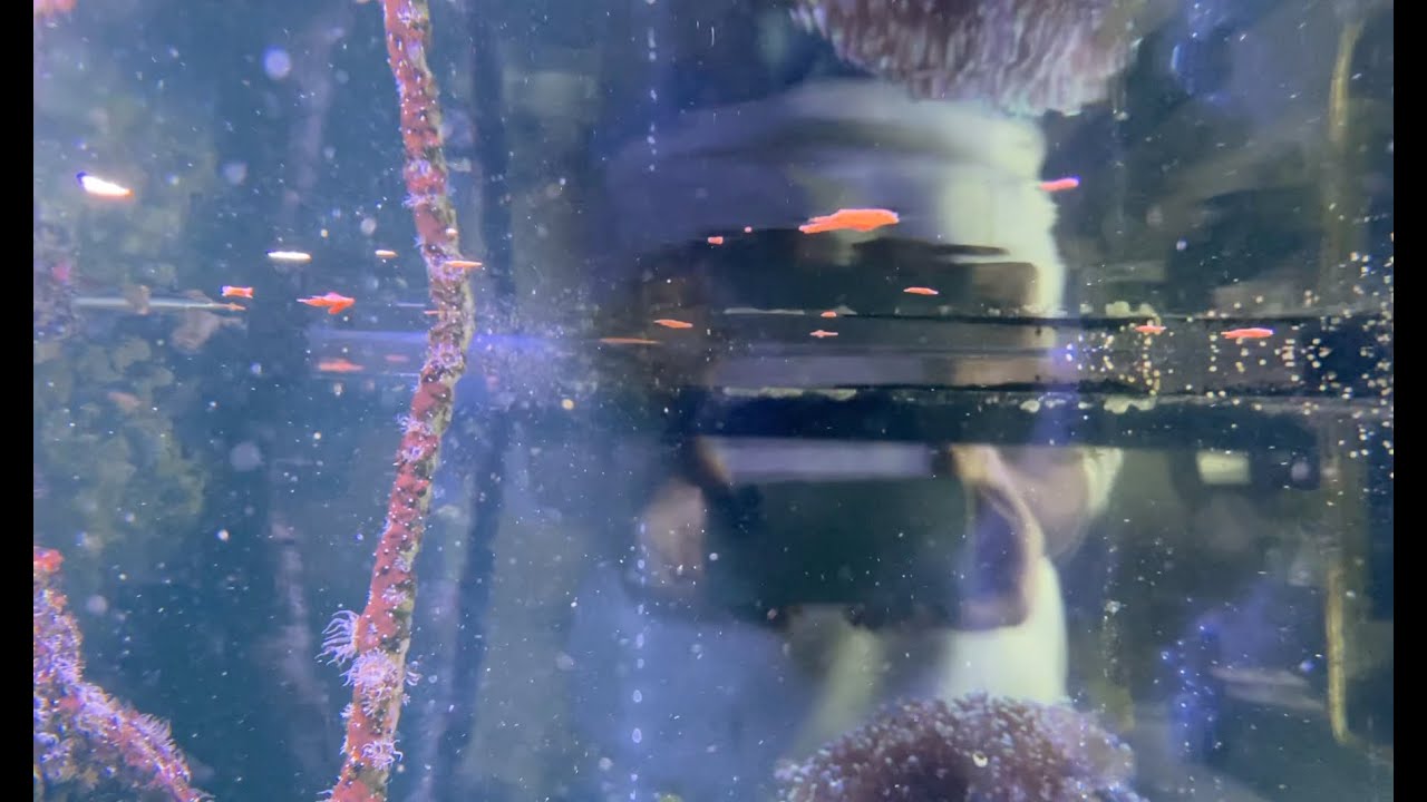 New to saltwater fish keeping - avoid feeding flake and pellet foods - the new reef keeping hobbyist