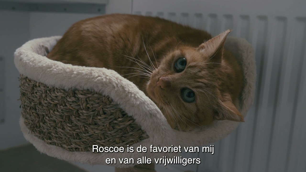 Kat kopen of adopteren?