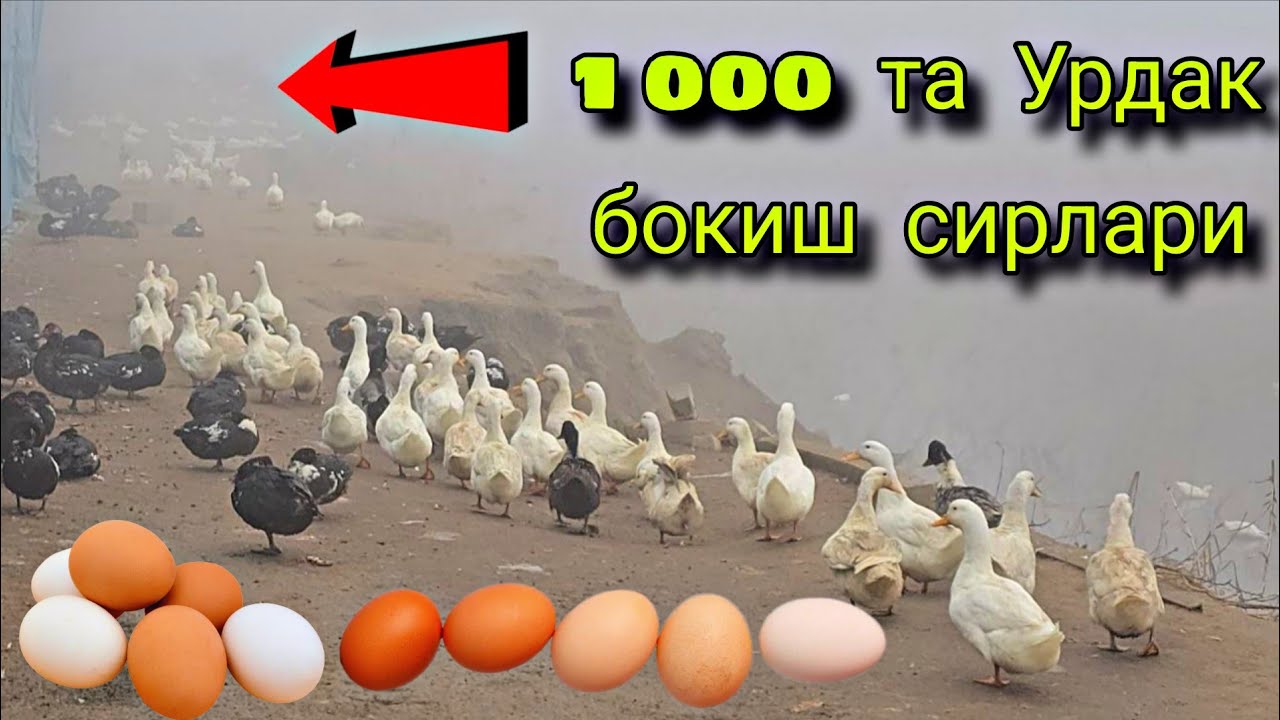 Урдак  бокиш  сирлари  очилди.