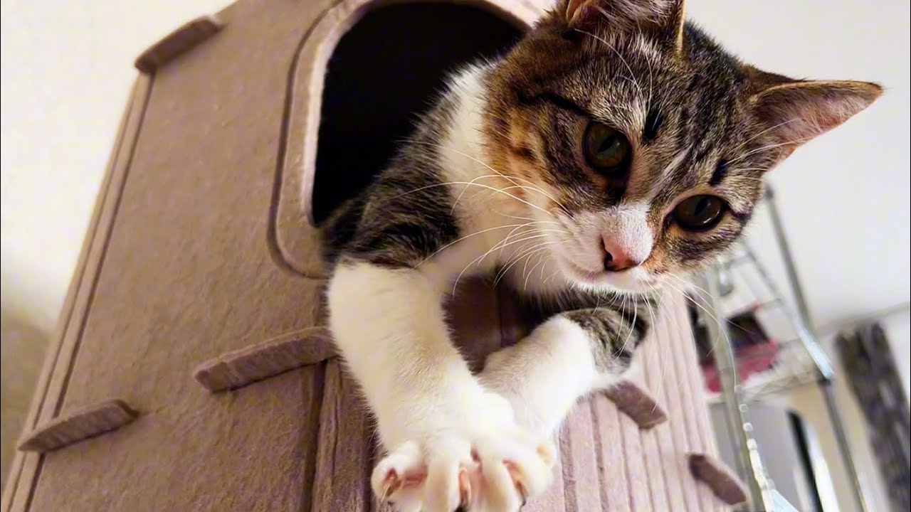 This Cat Sound ASMR is You Need RIGHT NOW